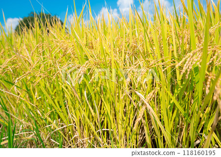 Golden ears of rice Golden ears of rice 118160195