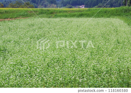 White buckwheat flowers 118160380