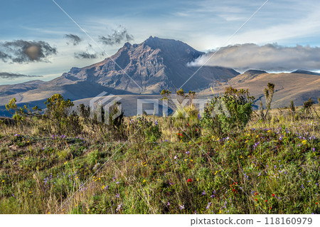 Sincholagua volcano and blooming Andean paramo vegetation 118160979