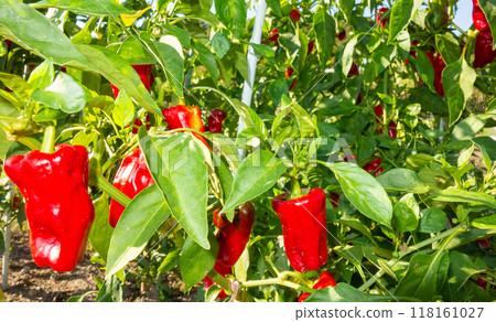 青椒的培養 118161027