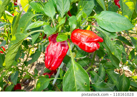 青椒的培養 118161028