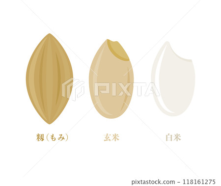 Illustrations of rice from grains to white rice, including unpolished, brown rice, unpolished and polished rice 118161275