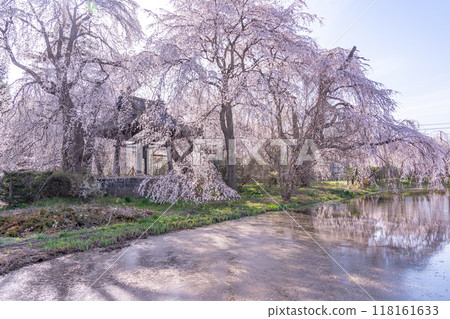 Matsumoto City, Nagano Prefecture: A 500-year-old weeping cherry tree at Anyoji Temple and rice paddies before rice planting Matsumoto City, Nagano Prefecture: A 500-year-old weeping cherry tree at Anyoji Temple and rice paddies before rice planting 118161633