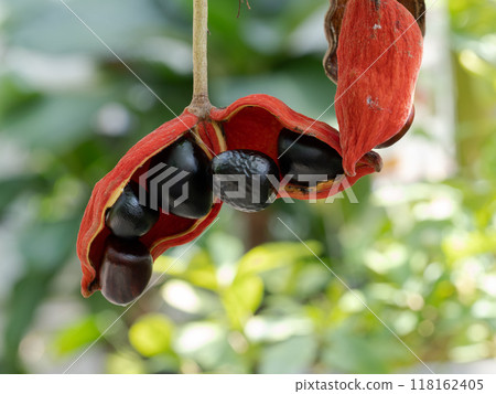 Large fruit of the ping pong tree 118162405