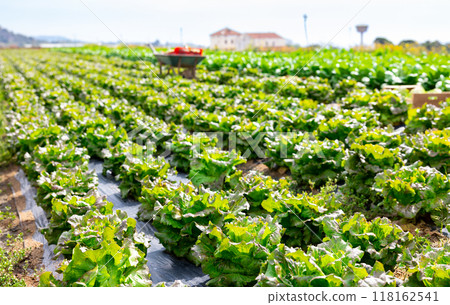Rows of fresh green lettuce on vegetable field Rows of fresh green lettuce on vegetable field 118162541
