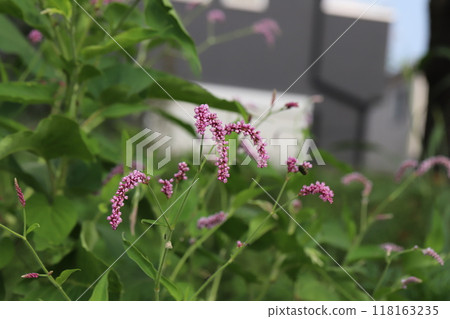 秋季公園盛開的紅色日本虎杖花 118163235