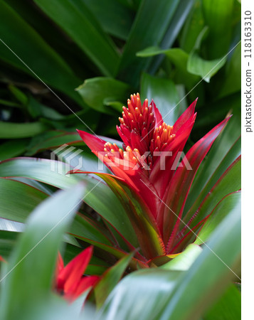 古茲馬尼亞美麗的花苞 118163310