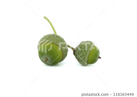 Green acorns displayed together isolated on white background Green acorns displayed together isolated on white background 118163449
