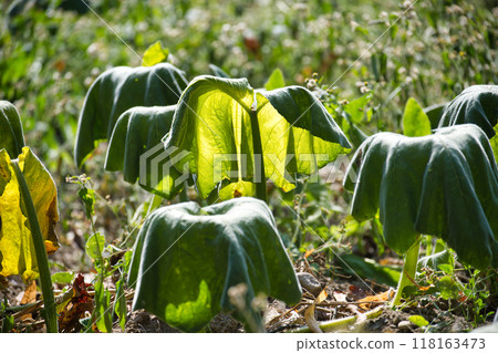 Zucchini plant leaves displaying signs of wilting due to drought and water scarcity 118163473