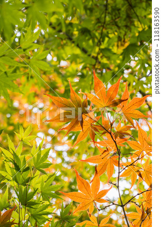 green leaves and red autumn leaves 118163590