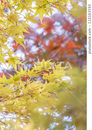 Autumn maple leaves Autumn maple leaves 118163593