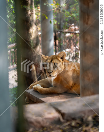 A female lion looking into the camera A female lion looking into the camera 118163606
