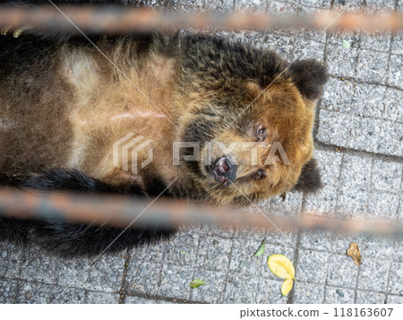 Closeup of A female Tibetan Bear looking into the camera while resting 118163607