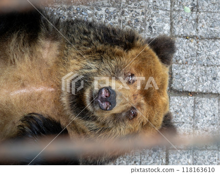 Closeup of A female Tibetan Bear looking into the camera while resting 118163610