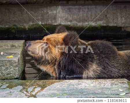 Tibetan Bear, a rare species is enjoying water during the heat wave in a zoo of China 118163611