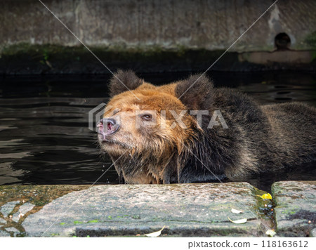 Tibetan Bear, a rare species is enjoying water during the heat wave in a zoo of China 118163612