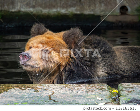 Tibetan Bear, a rare species is enjoying water during the heat wave in a zoo of China 118163613