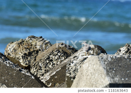 A yellow-legged sandpiper on a tetrapod A yellow-legged sandpiper on a tetrapod 118163643