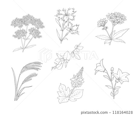 七種秋季草本的寫實線條畫插圖集 118164028