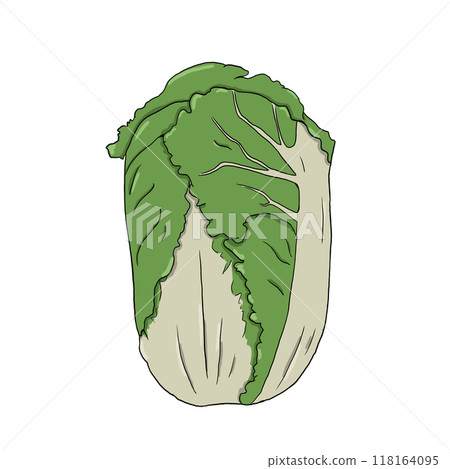 cabbage, ingredient, vegetable 118164095