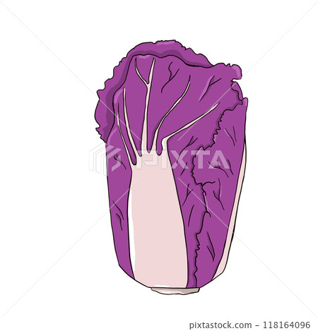 Violet chinese cabbage in simple digital style. Isolated illustration. Violet chinese cabbage in simple digital style. Isolated illustration. 118164096
