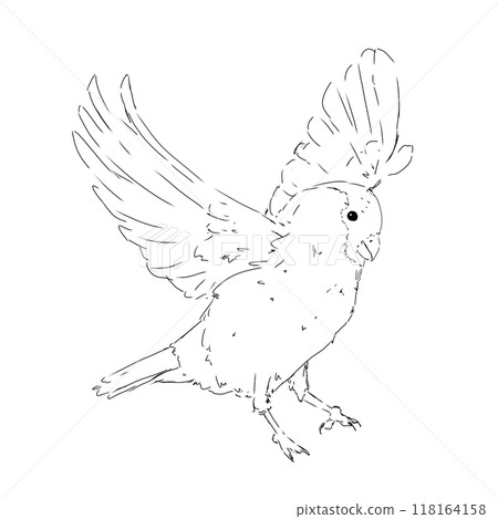 Bullfinch bird in flight black and white illustration Bullfinch bird in flight black and white illustration 118164158