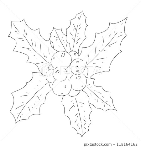 Holly leaves with round berries black and white line illustration Holly leaves with round berries black and white line illustration 118164162