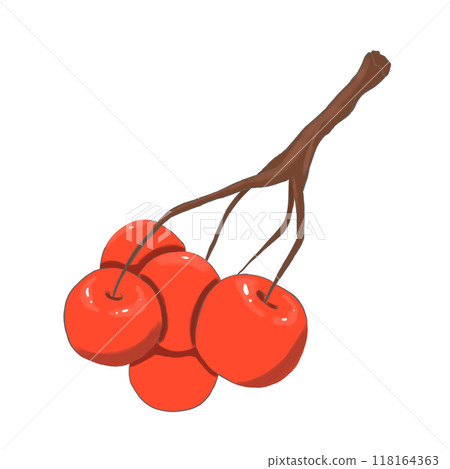 Bunch of red berries, color illustration Bunch of red berries, color illustration 118164363