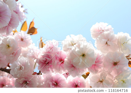 Close-up of double cherry blossoms (Fugenzo) in full bloom [blue sky background] 118164716