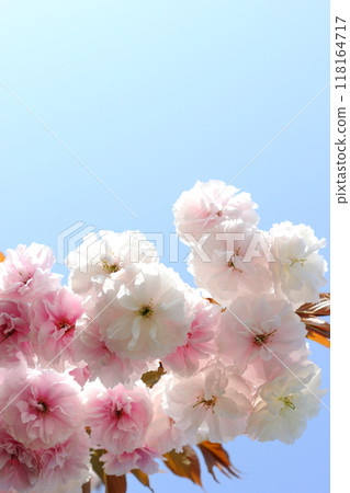 Close-up of double cherry blossoms (Fugenzo) in full bloom [blue sky background] 118164717