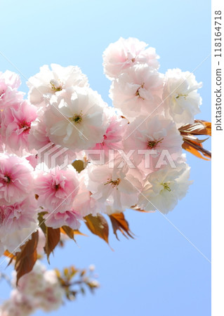 Close-up of double cherry blossoms (Fugenzo) in full bloom [blue sky background] 118164718