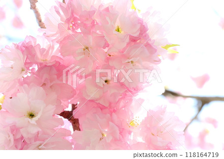 Close-up of a double-flowered cherry tree (double-flowered red tiger's tail) in full bloom [White background] [Sky background] 118164719