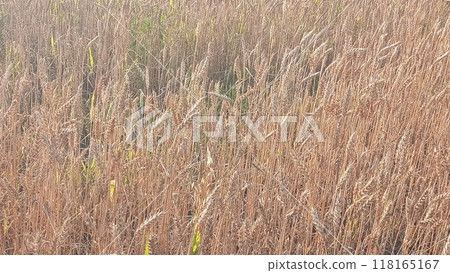 Vibrant golden wheat field basking in the sun s glow on a summer day Vibrant golden wheat field basking in the sun s glow on a summer day 118165167