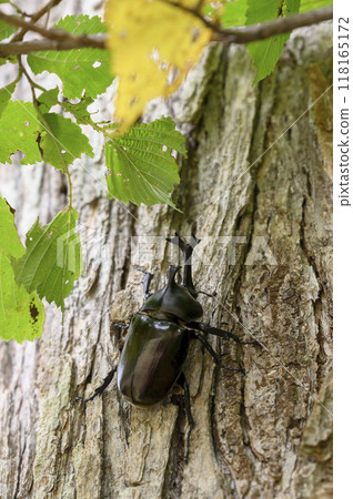 Beetles found outdoors Beetles found outdoors 118165172