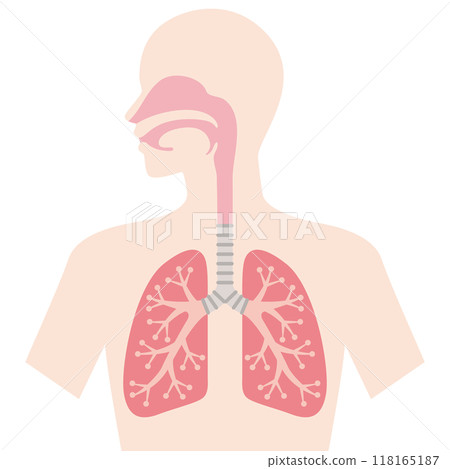 肺和呼吸系統 肺和呼吸系統 118165187