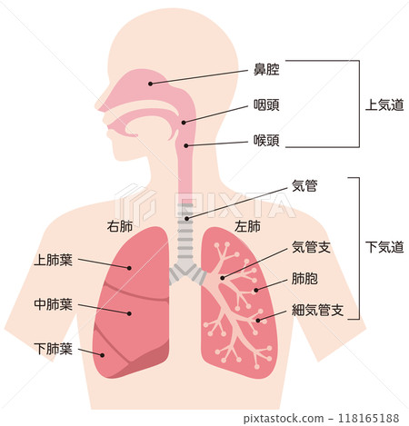 Lungs and Respiratory System Lungs and Respiratory System 118165188
