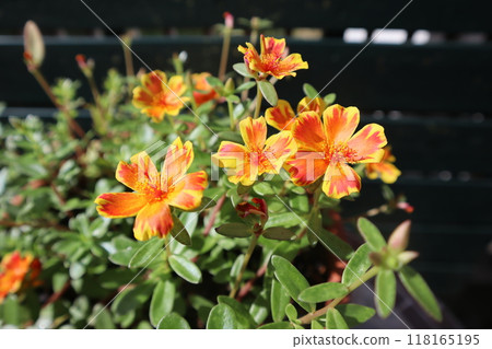 bicolor portulaca bicolor portulaca 118165195