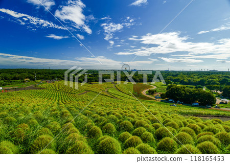 Kokia and blue sky Kokia and blue sky 118165453