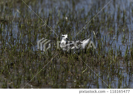 Raccoon leaf beetle 118165477