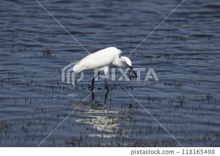 小白鷺 小白鷺 118165498