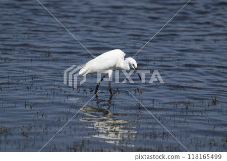 小白鷺 118165499
