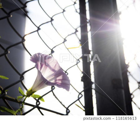 Morning glory by the railroad tracks 118165613