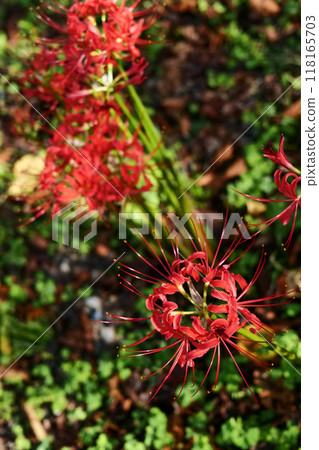 Autumnal spider lilies 118165703