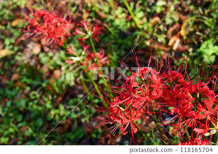 Autumnal spider lilies 118165704