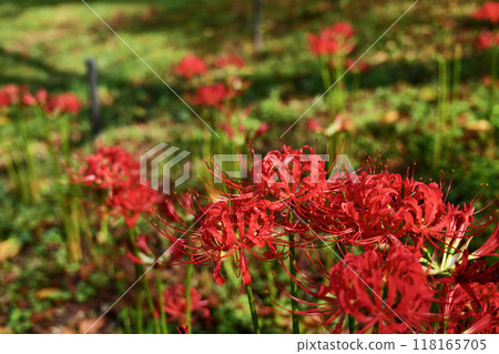 red spider lily 118165705
