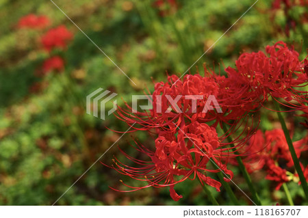 紅蜘蛛百合 118165707