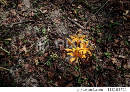 Yellow flower Yellow flower 118165711