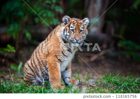 Tiger cub in the wild. Baby animal in green grass on waterfall background 118165756