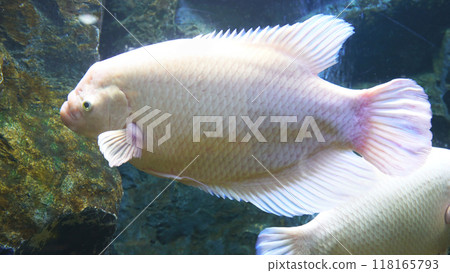 Giant gourami fish in aquarium tank 118165793