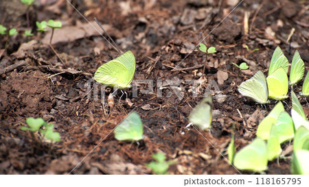 Group of yellow butterfly setting on ground Group of yellow butterfly setting on ground 118165795
